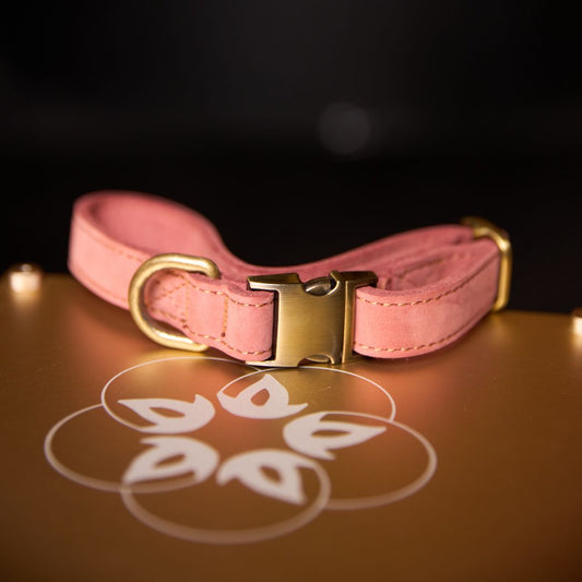 Leela Quantum HEAL® 狗皮革項圈